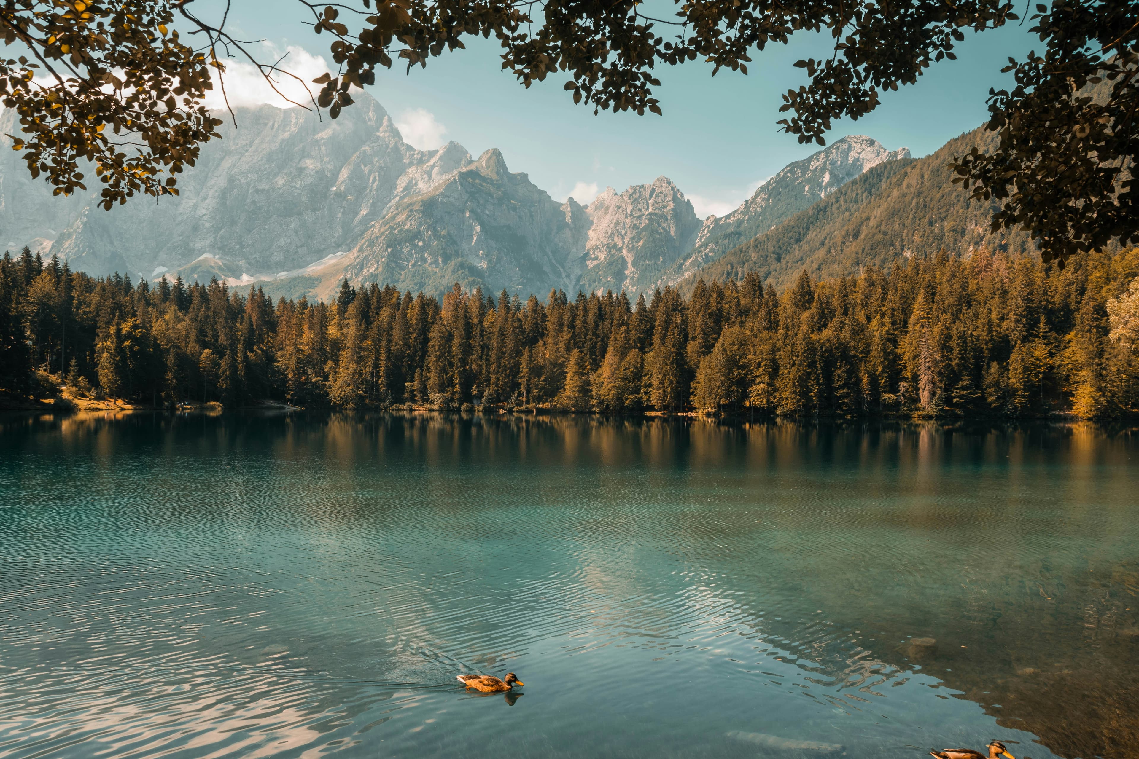 Lago tranquilo reflejando un bosque al amanecer