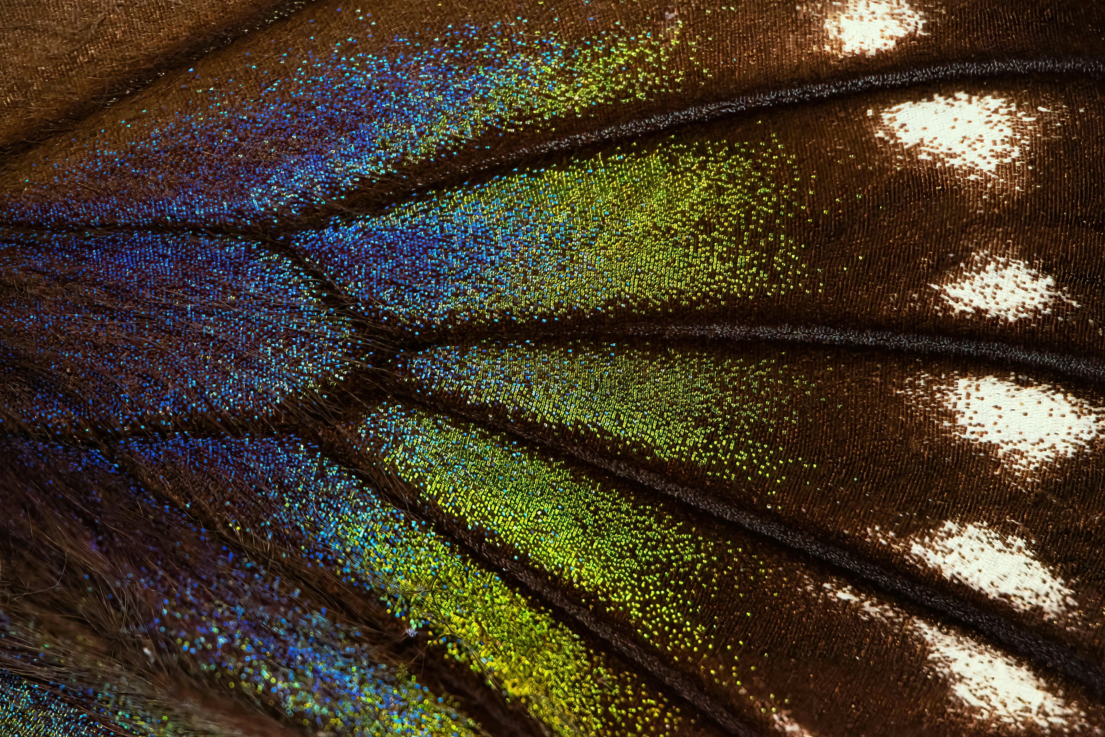 Detalle macro de ala de mariposa con tonos cálidos