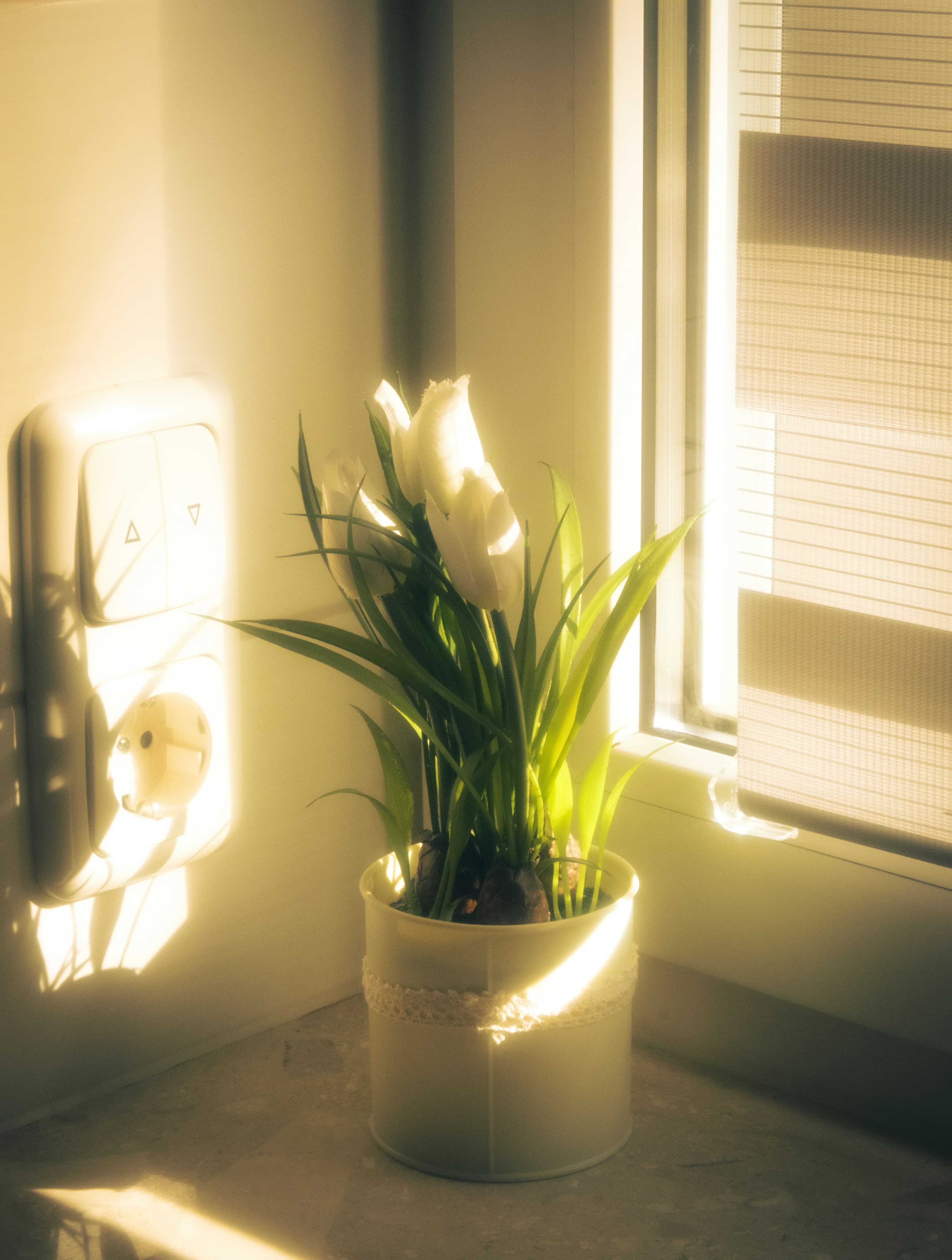 Planta verde junto a una ventana iluminada por luz natural